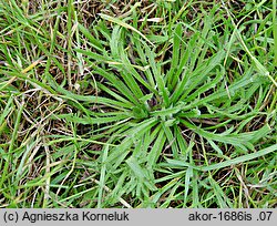 Plantago coronopus (babka pierzasta)