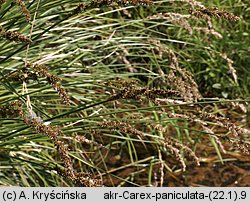 Carex paniculata