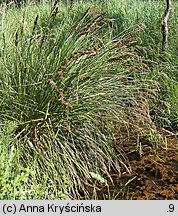 Carex paniculata