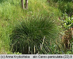 Carex paniculata