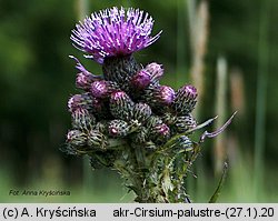 Cirsium palustre