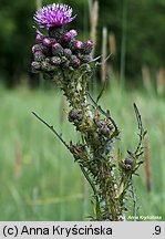 Cirsium palustre