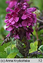 Pedicularis verticillata