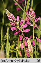 Polygala comosa