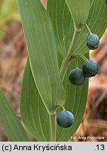 Polygonatum odoratum