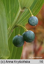 Polygonatum odoratum