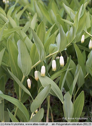 Polygonatum odoratum