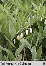 Polygonatum odoratum