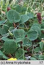 Salix reticulata (wierzba żyłkowana)