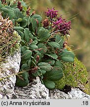 Salix reticulata (wierzba żyłkowana)