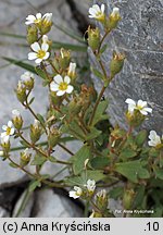 Saxifraga tridactylites