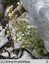 Saxifraga tridactylites