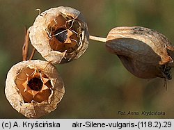 Silene vulgaris