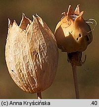 Silene vulgaris