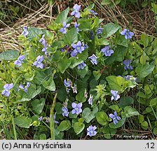 Viola riviniana