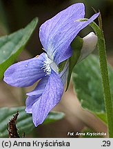 Viola riviniana