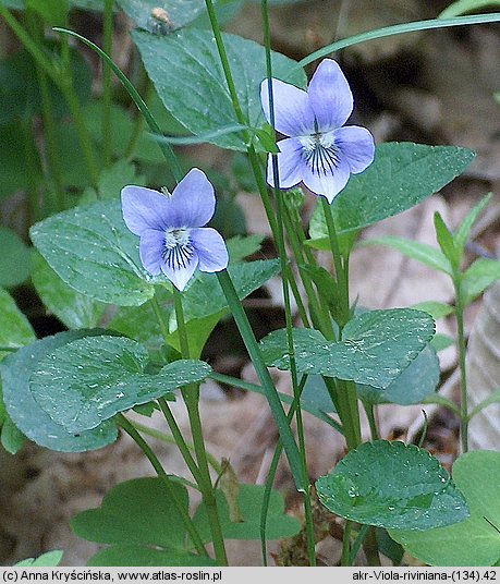 Viola riviniana