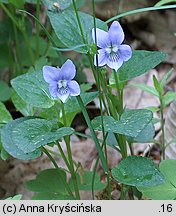 Viola riviniana