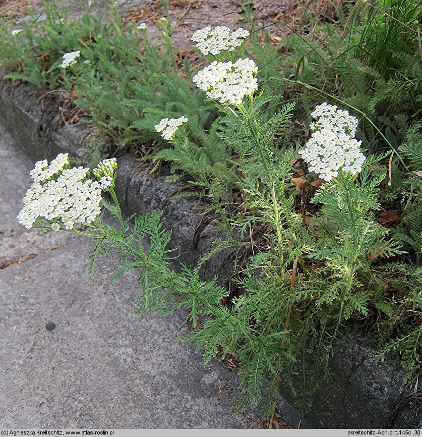 Achillea crithmifolia (krwawnik kowniatkolistny)