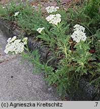 Achillea crithmifolia (krwawnik kowniatkolistny)