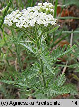 Achillea crithmifolia (krwawnik kowniatkolistny)