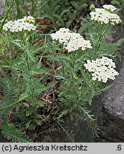 Achillea crithmifolia (krwawnik kowniatkolistny)