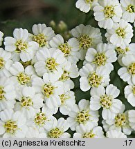 Achillea crithmifolia (krwawnik kowniatkolistny)