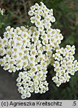 Achillea crithmifolia (krwawnik kowniatkolistny)