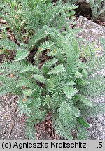 Achillea crithmifolia (krwawnik kowniatkolistny)