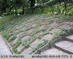 Achillea crithmifolia (krwawnik kowniatkolistny)