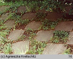 Achillea crithmifolia (krwawnik kowniatkolistny)