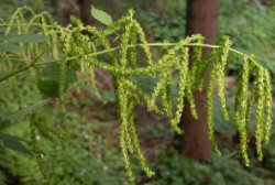 Aruncus dioicus