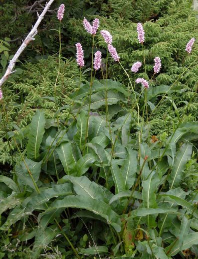 Polygonum bistorta