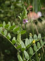 Vicia sepium