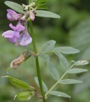 Vicia sepium