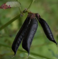 Vicia sepium