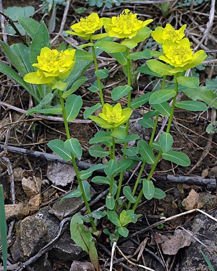 Euphorbia epithymoides