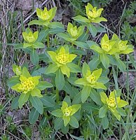 Euphorbia epithymoides