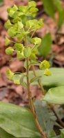 Euphorbia amygdaloides