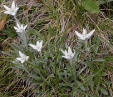 Leontopodium alpinum (szarotka alpejska)