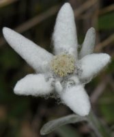Leontopodium alpinum (szarotka alpejska)