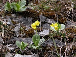 Primula auricula 