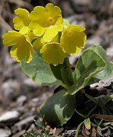 Primula auricula 