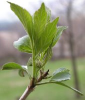 Sambucus nigra