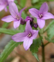 Dentaria glandulosa