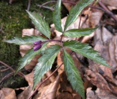 Dentaria glandulosa