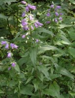 Campanula trachelium