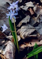 Scilla bifolia (cebulica dwulistna)