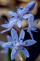 Scilla bifolia (cebulica dwulistna)