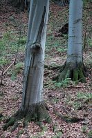 Fagus sylvatica